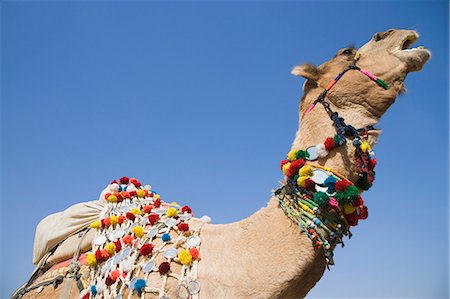 simsearch:857-03553523,k - Low angle view of a camel, Pushkar, Ajmer, Rajasthan, India Stock Photo - Rights-Managed, Code: 857-03192460