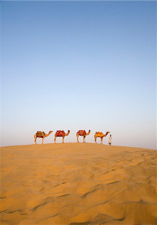 simsearch:857-03553523,k - Four camels standing in a row with a man, Jaisalmer, Rajasthan, India Stock Photo - Rights-Managed, Code: 857-03192619