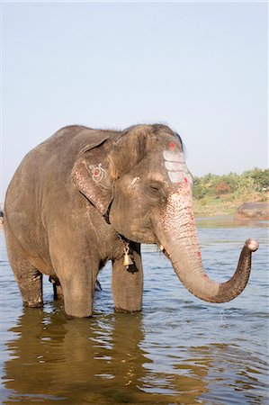 simsearch:857-03553523,k - Elephant standing in a river, Hampi, Karnataka, India Stock Photo - Rights-Managed, Code: 857-03192776