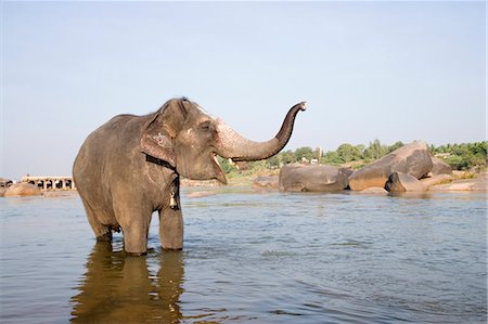 simsearch:857-03553523,k - Elephant standing in a river, Hampi, Karnataka, India Stock Photo - Rights-Managed, Code: 857-03192777