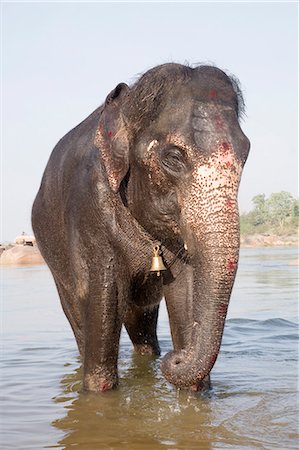 simsearch:857-03553523,k - Elephant bathing in water, Hampi, Karnataka, India Stock Photo - Rights-Managed, Code: 857-03192778