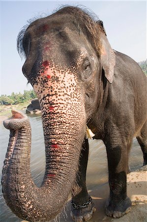 simsearch:857-03553523,k - Elephant standing at a riverside, Hampi, Karnataka, India Stock Photo - Rights-Managed, Code: 857-03192781