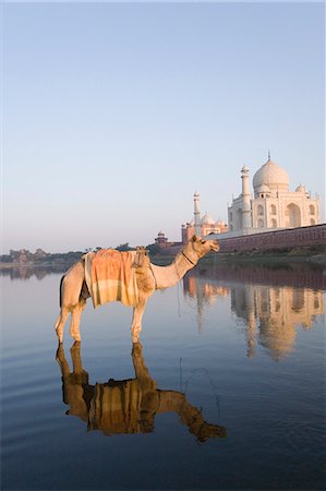 simsearch:857-03553523,k - Camel in the river with a mausoleum in the background, Taj Mahal, Yamuna River, Agra, Uttar Pradesh, India Stock Photo - Rights-Managed, Code: 857-03193091