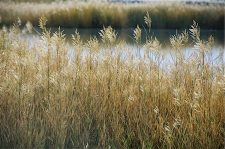 Hautes herbes au bord du lac, Shey, Jammu and Kashmir, Ladakh, Inde Photographie de stock - Rights-Managed, Code: 857-03553734