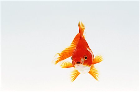 Goldfish on White Background Stock Photo - Rights-Managed, Code: 859-06354476