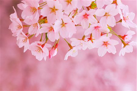 Cherry Trees In Full Bloom Stock Photo - Rights-Managed, Code: 859-06380114