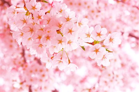 Cherry Trees In Full Bloom Stock Photo - Rights-Managed, Code: 859-06380115