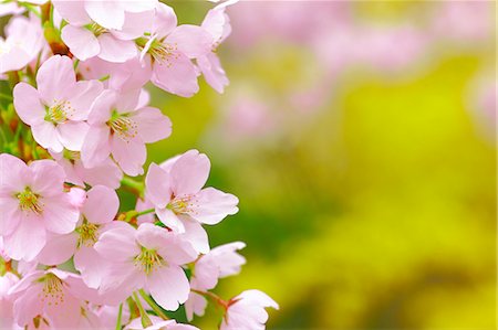 Cherry Trees In Full Bloom Stock Photo - Rights-Managed, Code: 859-06380118