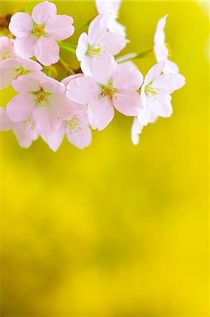 sakura flower - Cherry Trees In Full Bloom Stock Photo - Rights-Managed, Code: 859-06380119