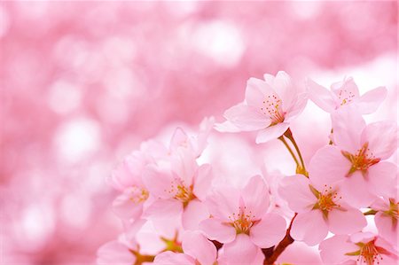 Cherry Trees In Full Bloom Stock Photo - Rights-Managed, Code: 859-06380111