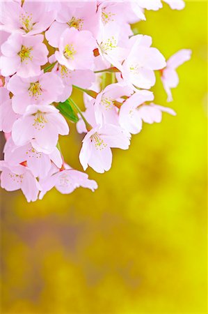 Cherry Trees In Full Bloom Stock Photo - Rights-Managed, Code: 859-06380120