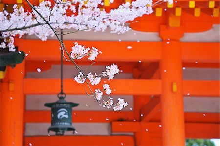 simsearch:859-06380299,k - Cherry Blossom At Heian Shrine, Kyoto, Japan Stock Photo - Rights-Managed, Code: 859-06380168