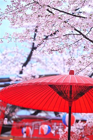 sakura festival - Cherry Blossom At Hirano Shrine, Kyoto, Japan Stock Photo - Rights-Managed, Code: 859-06380169