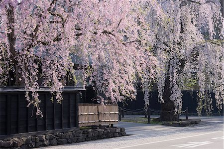 simsearch:859-06380299,k - Weeping Cherry Blossoms, Samurai Residences, Akita Prefecture, Japan Stock Photo - Rights-Managed, Code: 859-06380160