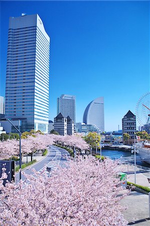 Sakura At Minato Mirai 21, Yokohama, Japan Stock Photo - Rights-Managed, Code: 859-06380170