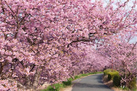 sakura tree - Sakura, Shimogamo Hot Springs, Shizuoka Prefecture, Japan Stock Photo - Rights-Managed, Code: 859-06380255