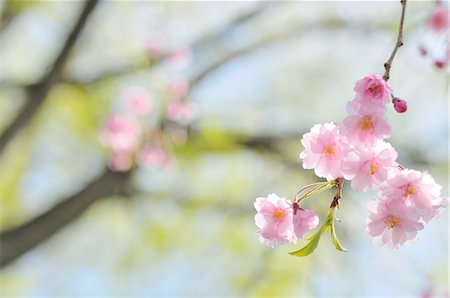 flower background - Weeping Cherry Tree Stock Photo - Rights-Managed, Code: 859-06380271