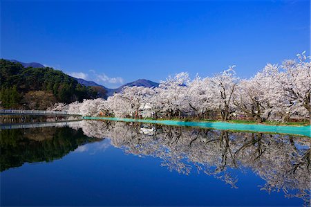 simsearch:859-06380159,k - Sakura, Garyuu Park, Nagano Prefecture, Japan Stock Photo - Rights-Managed, Code: 859-06380292