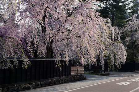 simsearch:622-06398585,k - Kakunodate pleurant cerise, préfecture d'Akita, Japon Photographie de stock - Rights-Managed, Code: 859-06380293