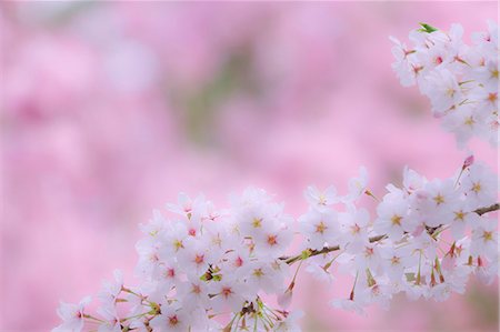 simsearch:859-06380299,k - Cherry Trees In Full Bloom Stock Photo - Rights-Managed, Code: 859-06380312