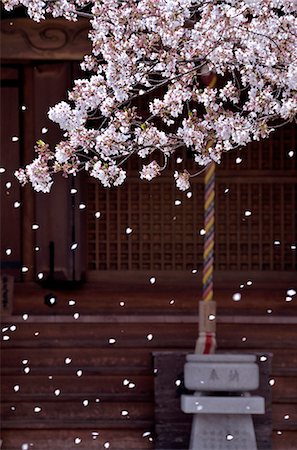 simsearch:859-06380299,k - Cherry Blossoms And Temple Stock Photo - Rights-Managed, Code: 859-06380352