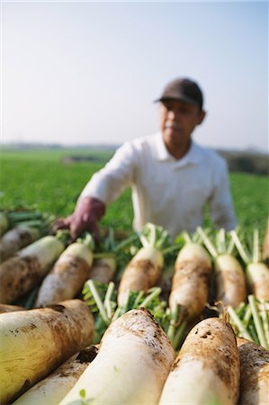farm vegetables - Radish and farmer Stock Photo - Rights-Managed, Code: 859-06537911