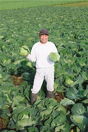 Farmer in a cabbage field Foto de stock - Con derechos protegidos, Código: 859-06537912