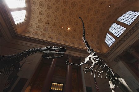 dinosaur - American Museum of Natural History interior, New York Stock Photo - Rights-Managed, Code: 859-06710870