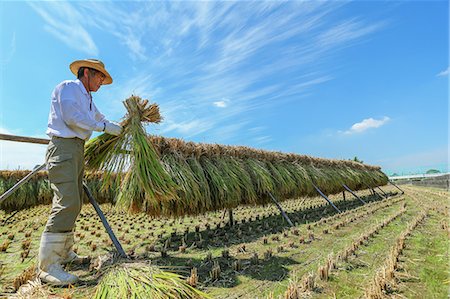 Farmer drying rice ears Stock Photo - Rights-Managed, Code: 859-06711096