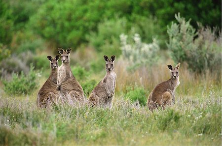 eastern grey kangaroo - Eastern Grey Kangaroo Stock Photo - Rights-Managed, Code: 859-06724989