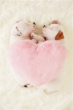 Staffordshire Bull Terrier puppies sleeping on a carpet Foto de stock - Con derechos protegidos, Código: 859-06725085