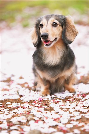 dachshund - Dachshund sitting and cherry flowers on the ground Stock Photo - Rights-Managed, Code: 859-06725127