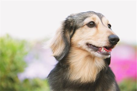 dachshund - Dachshund Stock Photo - Rights-Managed, Code: 859-06725129