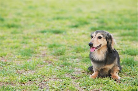 dachshund - Dachshund sitting on the grass Stock Photo - Rights-Managed, Code: 859-06725134