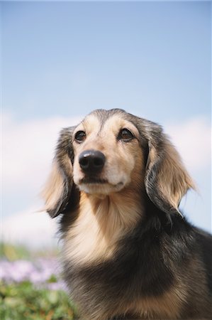 dachshund - Dachshund Stock Photo - Rights-Managed, Code: 859-06725137