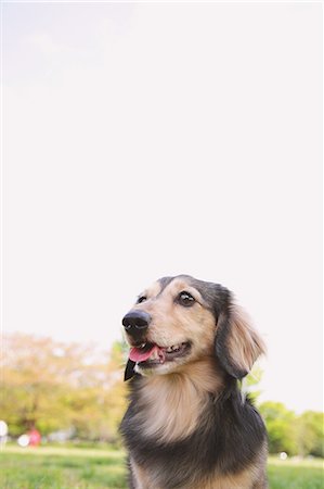 dachshund - Dachshund Stock Photo - Rights-Managed, Code: 859-06725138