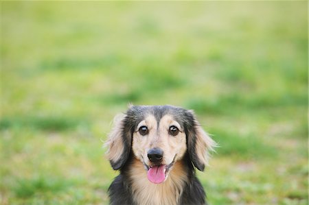 dachshund - Dachshund looking at camera Stock Photo - Rights-Managed, Code: 859-06725133