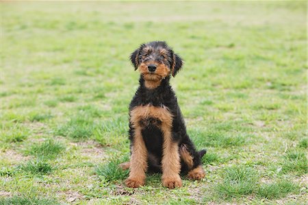 stalemate - Airedale Terrier sitting on the grass Foto de stock - Con derechos protegidos, Código: 859-06725146