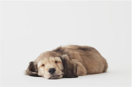 dachshund - Dog sleeping on the floor Stock Photo - Rights-Managed, Code: 859-06725179