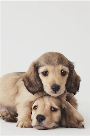 stalemate - Puppies Stock Photo - Rights-Managed, Code: 859-06725184