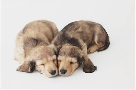 dachshund - Puppies sleeping on the floor Stock Photo - Rights-Managed, Code: 859-06725185