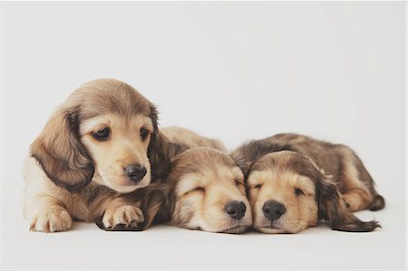 dachshund - Puppies sleeping on the floor Stock Photo - Rights-Managed, Code: 859-06725188