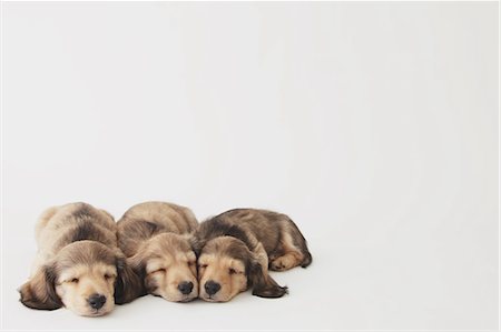 dachshund - Puppies sleeping on the floor Stock Photo - Rights-Managed, Code: 859-06725189