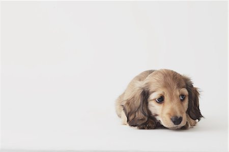 dachshund - Dog lying down on the floor Stock Photo - Rights-Managed, Code: 859-06725180