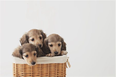 Puppies in a basket Stock Photo - Rights-Managed, Code: 859-06725182