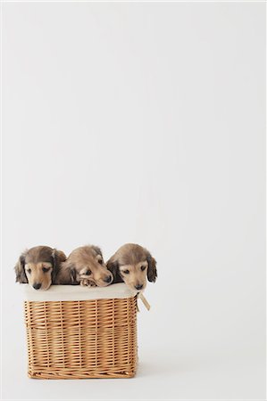 dachshund - Puppies in a basket Stock Photo - Rights-Managed, Code: 859-06725183