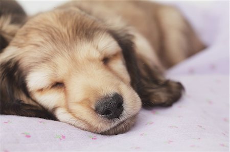 dachshund - Puppy sleeping on a blanket Stock Photo - Rights-Managed, Code: 859-06725198