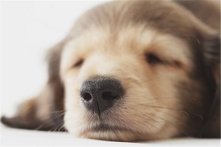 dachshund - Puppies sleeping on the floor Stock Photo - Rights-Managed, Code: 859-06725192