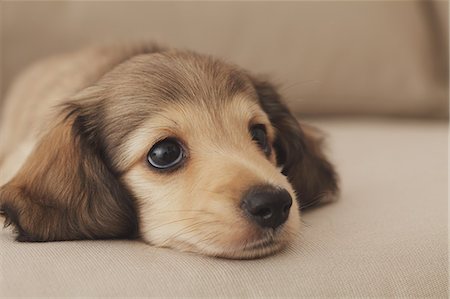 puppies - Puppy lying down on the couch Stock Photo - Rights-Managed, Code: 859-06725204