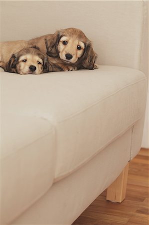 simsearch:859-06617237,k - Puppies lying down on the couch Stock Photo - Rights-Managed, Code: 859-06725205